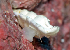 Aspella ponderi