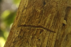 Anthaxia quadripunctata