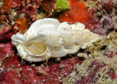 Aspella ponderi