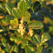 Searsia incisa effusa - Photo (c) aaubrey, μερικά δικαιώματα διατηρούνται (CC BY-NC)
