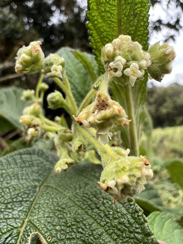 Lippia hirsuta, photograph 5