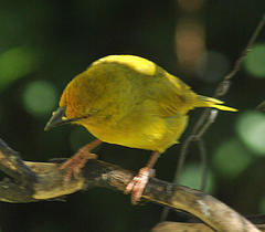 Ploceus subaureus subaureus