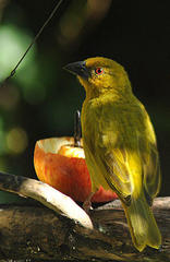 Ploceus subaureus subaureus