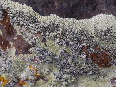 Lecanora argopholis