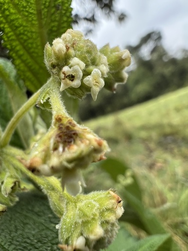 Lippia hirsuta, photograph 4