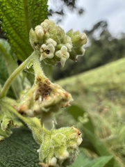 Lippia hirsuta