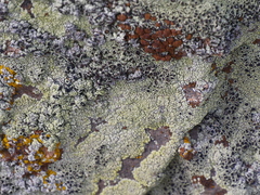 Lecanora argopholis