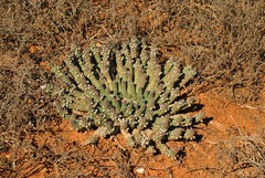 Euphorbia inermis inermis