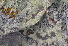 Lecanora argopholis