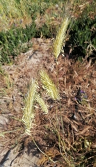 Hordeum bulbosum