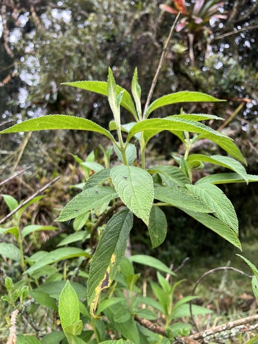 Lippia hirsuta, photograph 6