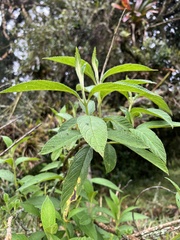 Lippia hirsuta