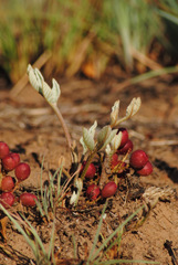 Lannea edulis edulis