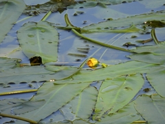 Nuphar sagittifolia