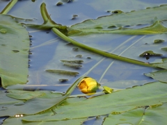 Nuphar sagittifolia