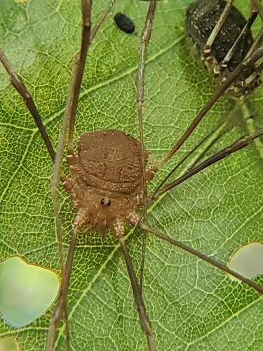 Hadrobunus grandis photo 5