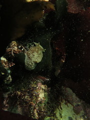 Pleurobranchaea tarda
