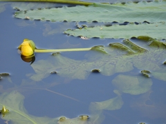 Nuphar sagittifolia