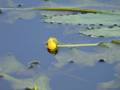 Nuphar sagittifolia