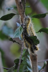 Bombycomorpha pallida