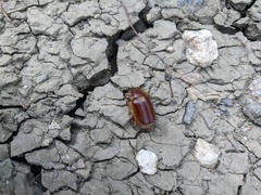 Holochelus
