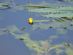 Nuphar sagittifolia