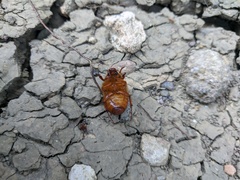 Holochelus