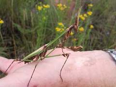 Hemiempusa capensis