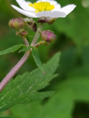 Ranunculus aconitifolius