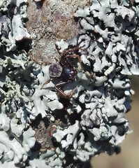 Coriarachne depressa