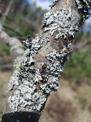Coriarachne depressa