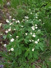 Ranunculus aconitifolius
