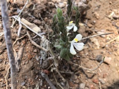 Tetrameriinae