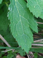 Ranunculus aconitifolius