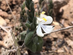 Tetrameriinae