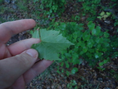 Vitis cinerea helleri