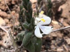 Tetrameriinae
