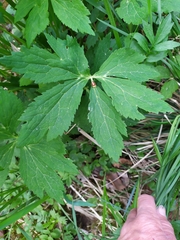 Ranunculus aconitifolius