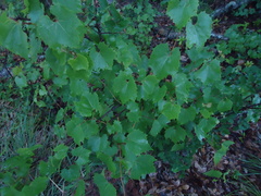 Vitis cinerea helleri