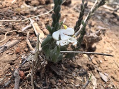 Tetrameriinae