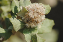 Brachylaena rotundata