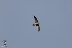 Aerodramus germani