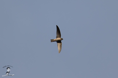 Aerodramus germani