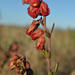 Hermannia flammea - Photo (c) aaubrey, algunos derechos reservados (CC BY-NC)