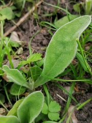 Silene coronaria