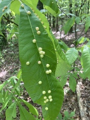 Phylloxera caryaeglobuli