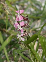 Silene gallica
