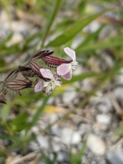 Silene gallica