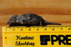 Least Dwarf Shrew photo 2