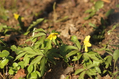 Anemonoides ranunculoides